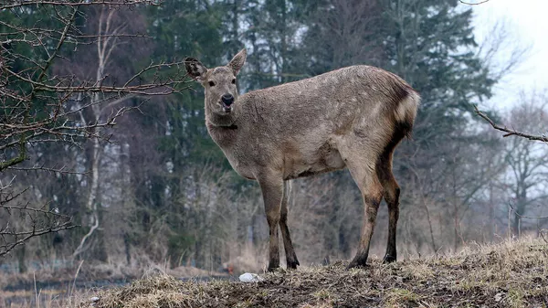 Косуля в заповеднике Косуля в заповеднике