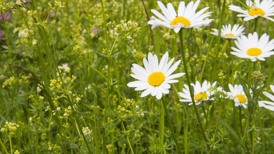 Музыкальное кафе – гости из России 11/7